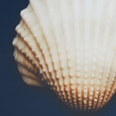 (Set Of 4) 12" Square Ocean Seashells Framed Canvas Decorative Wall Art Set Blue - Image 2