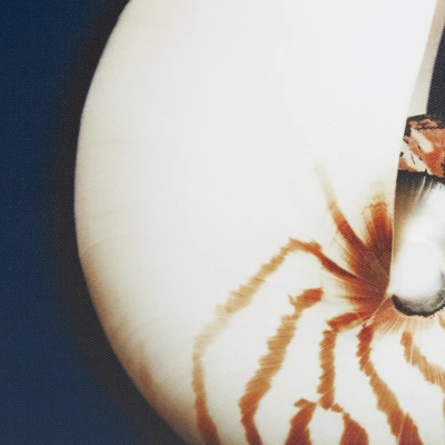 (Set Of 4) 12" Square Ocean Seashells Framed Canvas Decorative Wall Art Set Blue - Image 5